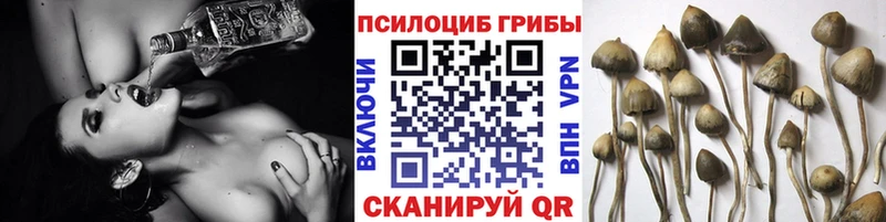 Купить где Кировск Псилоцибиновые грибы GOLDEN TEACHER